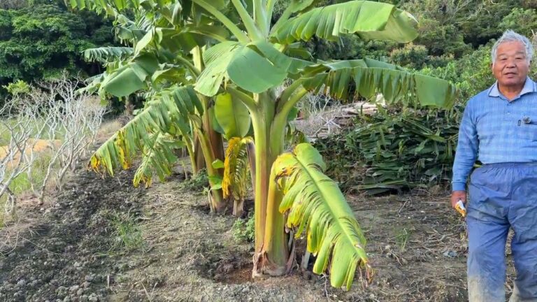 粟国島産地のブランド化へ　科学肥料を使用せず土壌微生物の最も重要な役割の有機物を分解して作物が効率よく吸収できる形に変える土壌作りを徹底しています。